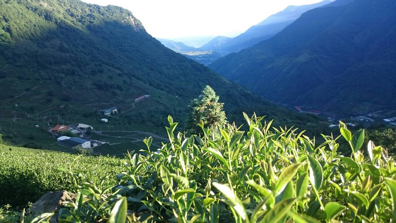 We would like to introduce Farmer Luo's teas at 15% off.