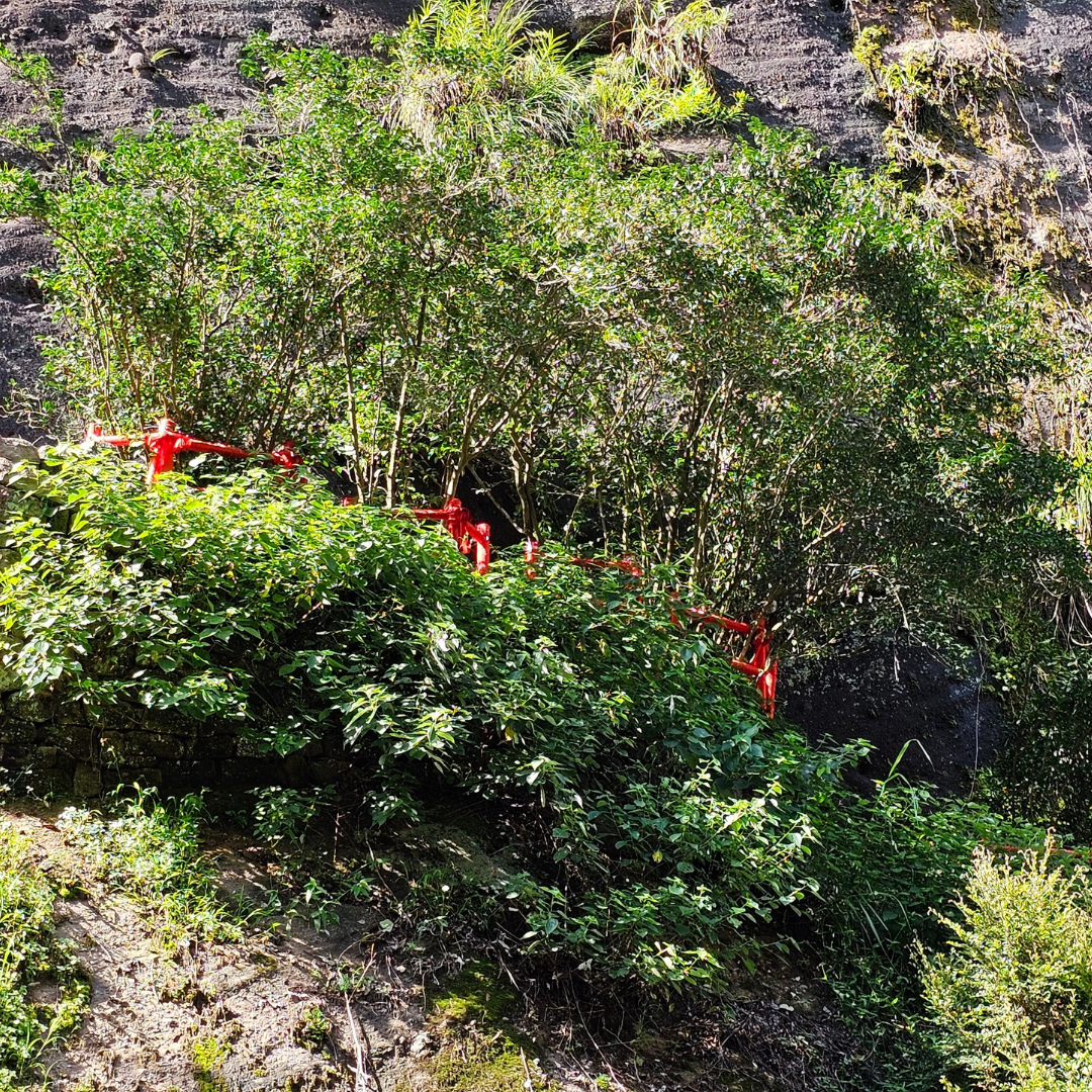 What's the Deal with Da Hong Pao Oolong Tea?