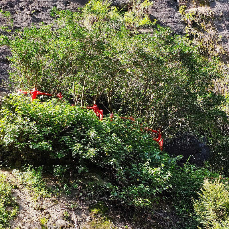 What's the Deal with Da Hong Pao Oolong Tea?