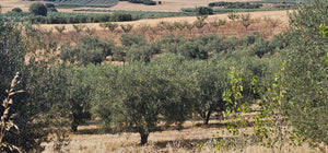 Klea Early Harvest Extra Virgin Olive Oil (100ml Glass Bottle)