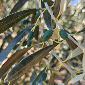 Klea Galani Extra Virgin Olive Oil (500ml Tin)