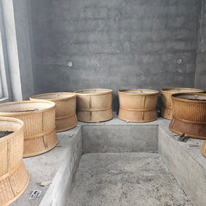 Wuyi Rock Oolong - Shui Xian