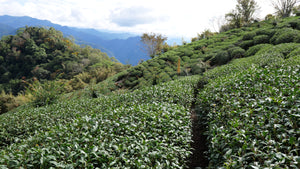 Dabang Golden Lily Black Tea, $18.99 (75g)