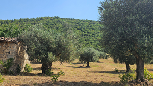 Klea Galani Extra Virgin Olive Oil (500ml Tin)