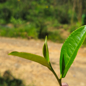 Wuyi Rock Oolong - Rou Gui