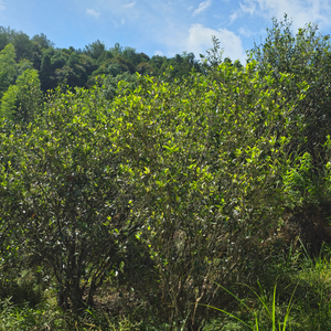 Wuyi Rock Oolong - Shui Xian