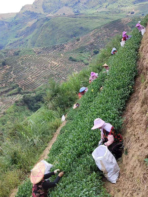 Anxi Tieguanyin, $30.99 (75g)
