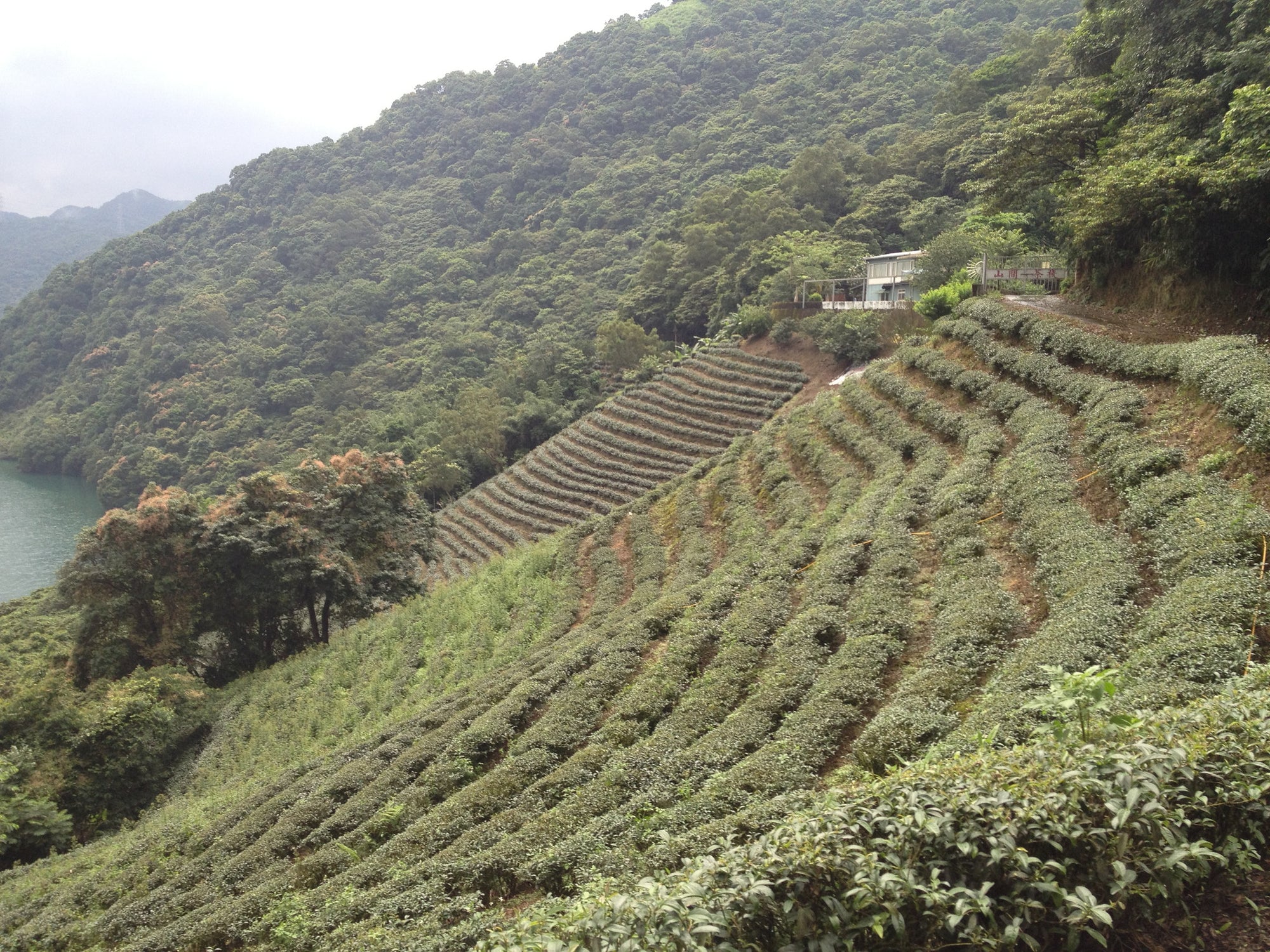 BaoZhong Oolong Tea from Taiwan | Beautiful Taiwan Tea Company