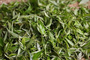 Moonlight White Tea, $18.99/2oz